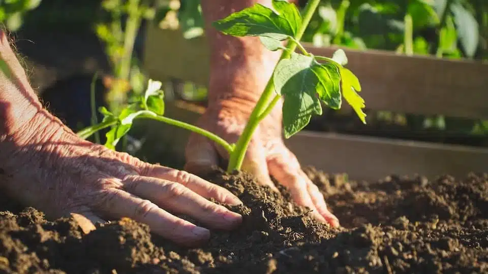 Jardin potager avec légumes