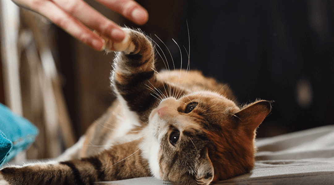 Chat jouant avec une ficelle