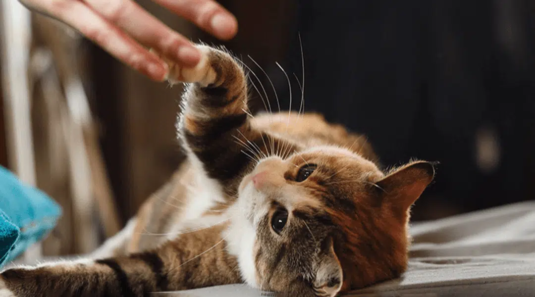 Chat jouant avec une ficelle