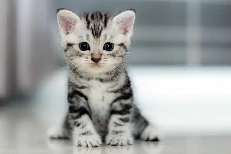 Chaton assis par terre