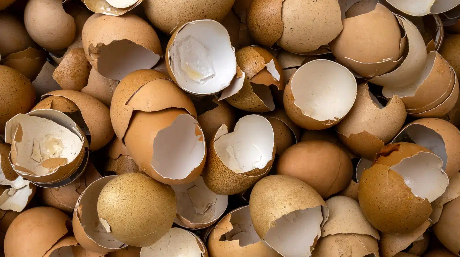 Nettoyage écologique avec coquilles d'œufs