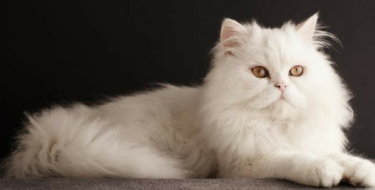 La race de votre chat révèle votre vraie personnalité