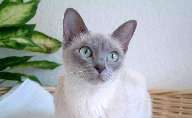 La race de votre chat révèle votre vraie personnalité