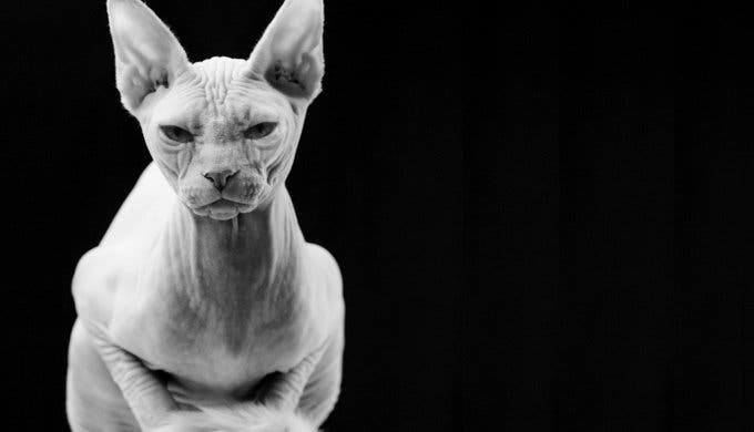 La race de votre chat révèle votre vraie personnalité