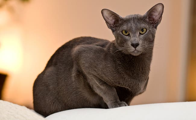 La race de votre chat révèle votre vraie personnalité