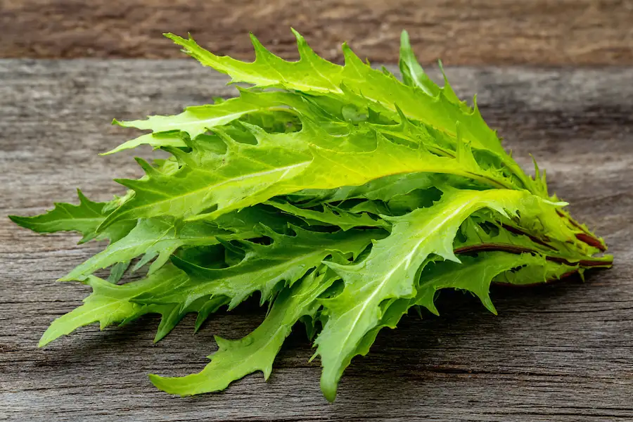 Feuilles fra&icirc;ches de laitue sauvage riches en vitamines