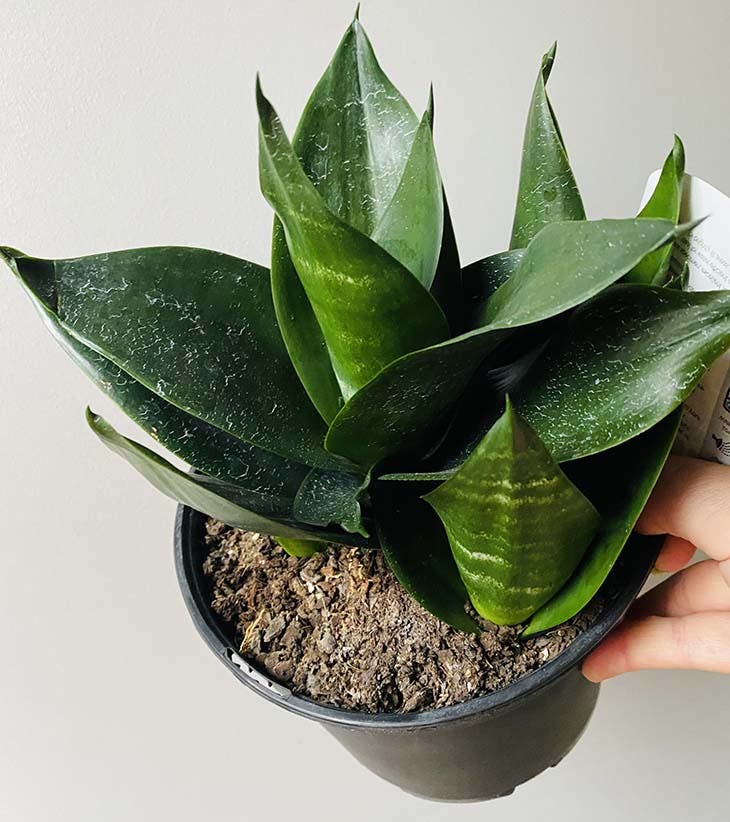 Une plante dépolluante