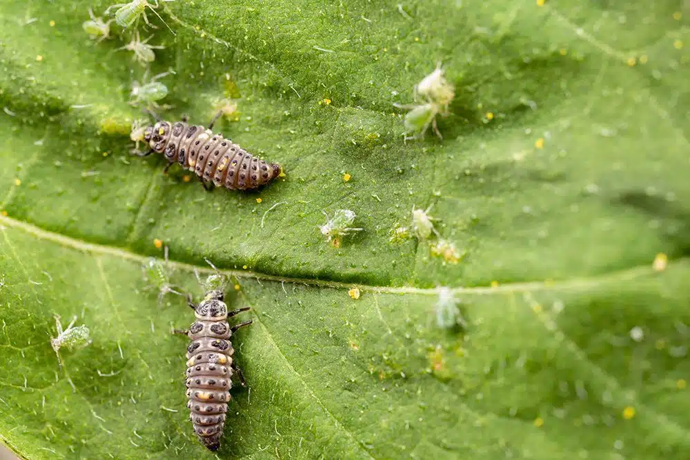 Lutte biologique contre les pucerons