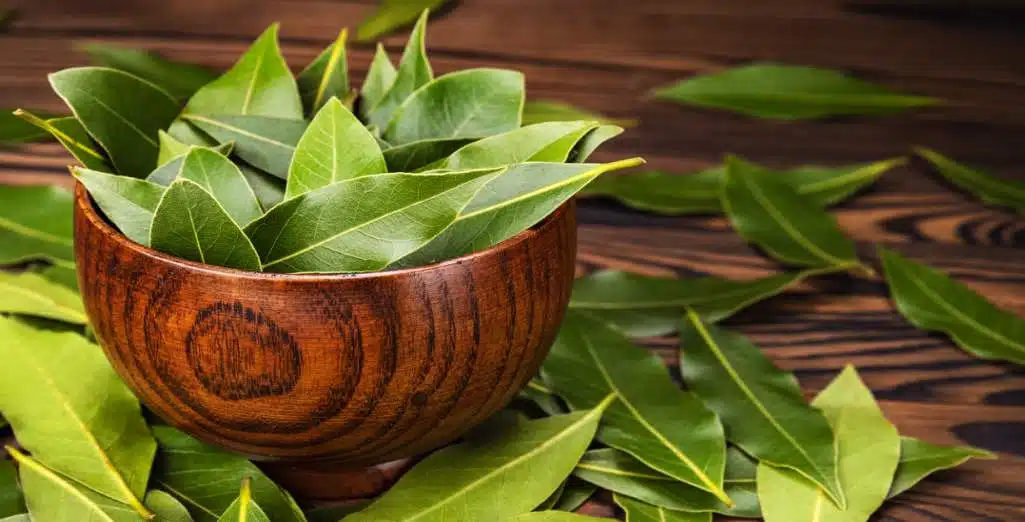 Feuilles de laurier fraîches