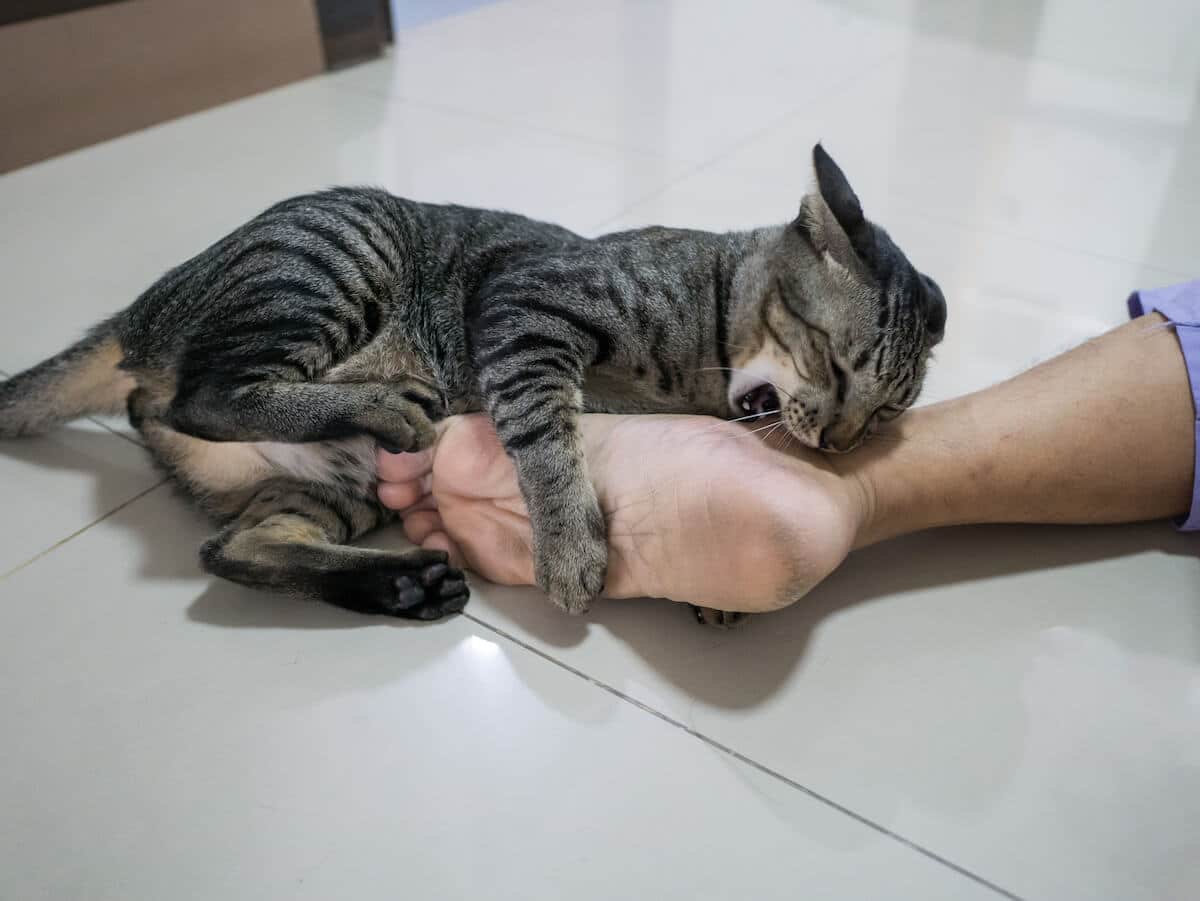 Chat faisant une morsure douce
