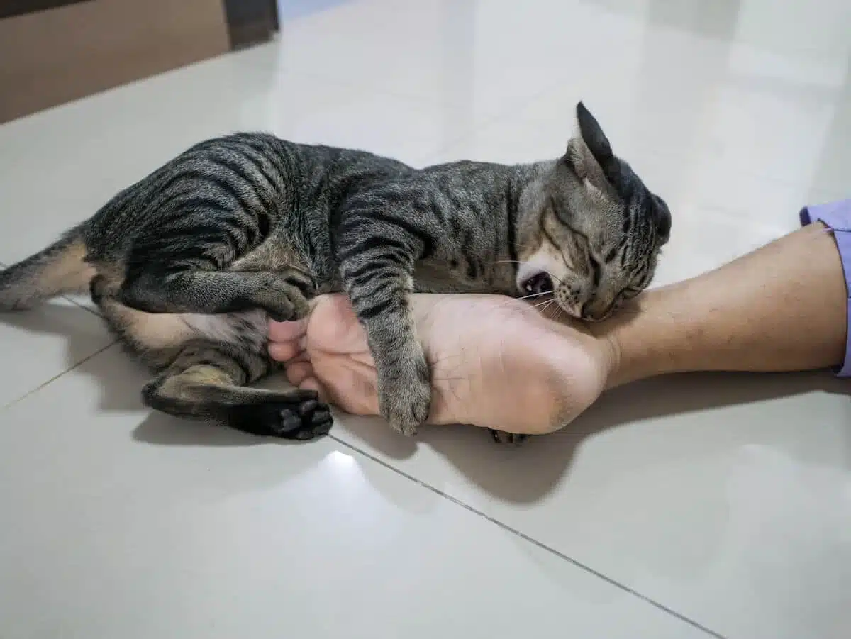 Chat faisant une morsure douce