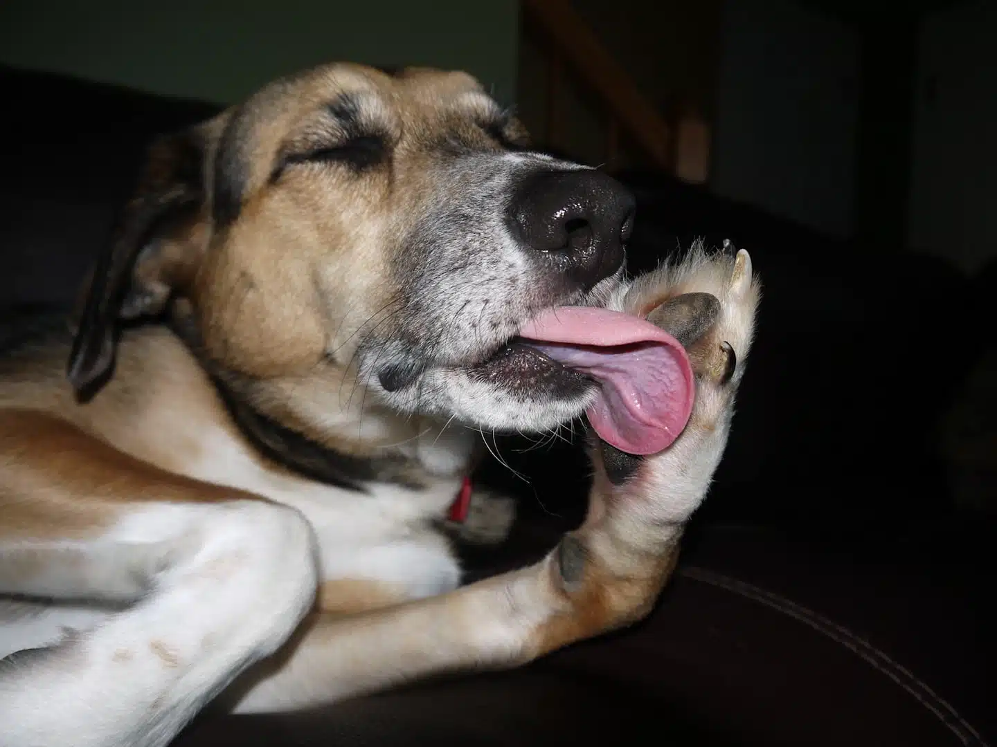 Chien se léchant les pattes de manière excessive