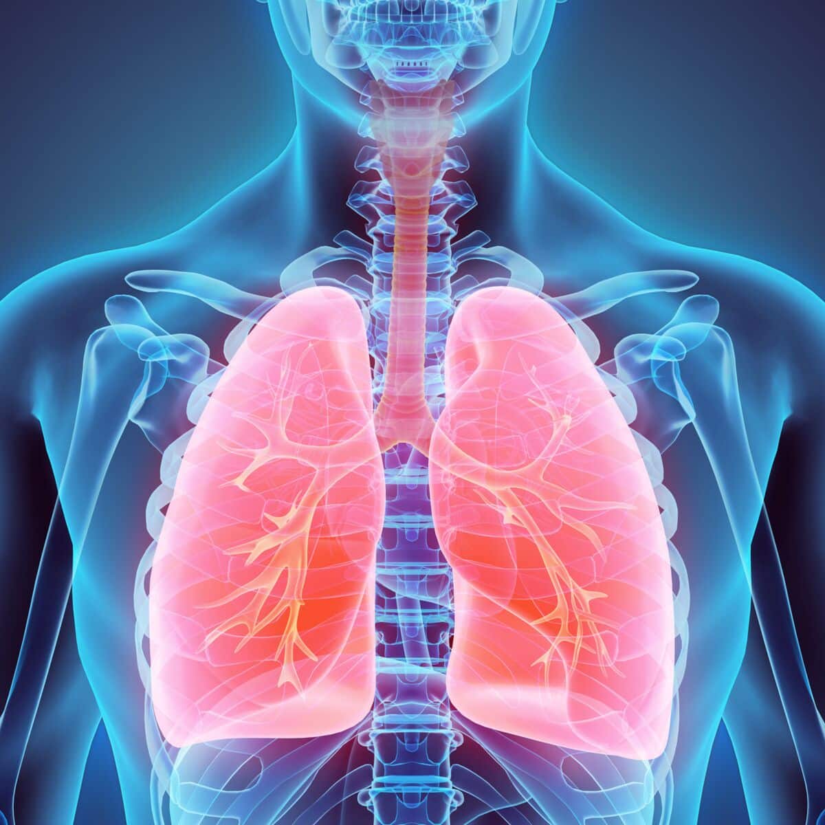 Système respiratoire