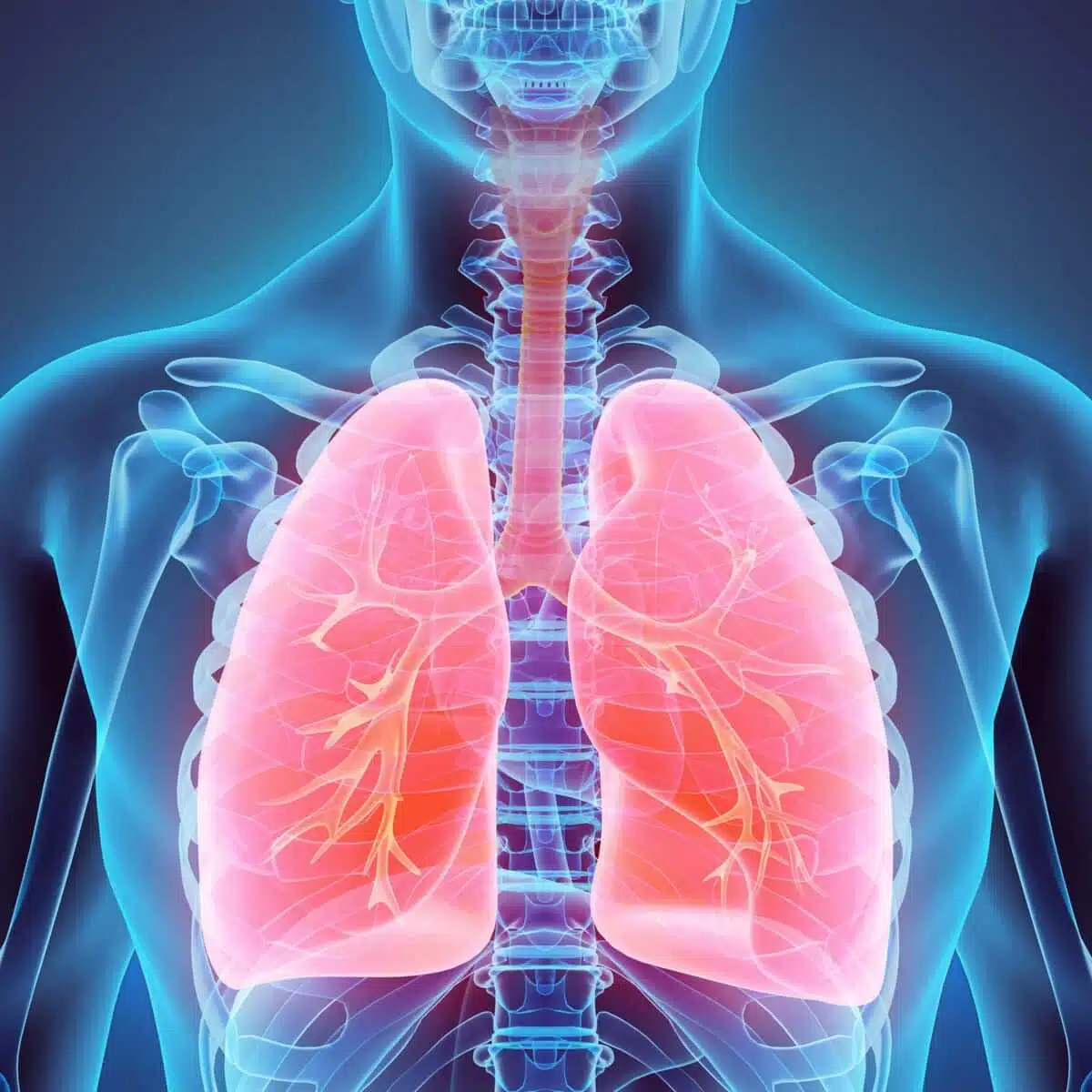 Système respiratoire