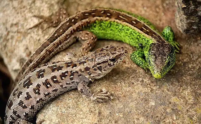 Lézard sur un mur