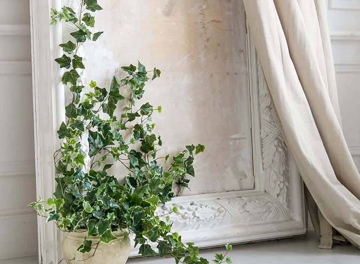 Une plante qui rend l’environnement agréable et sain