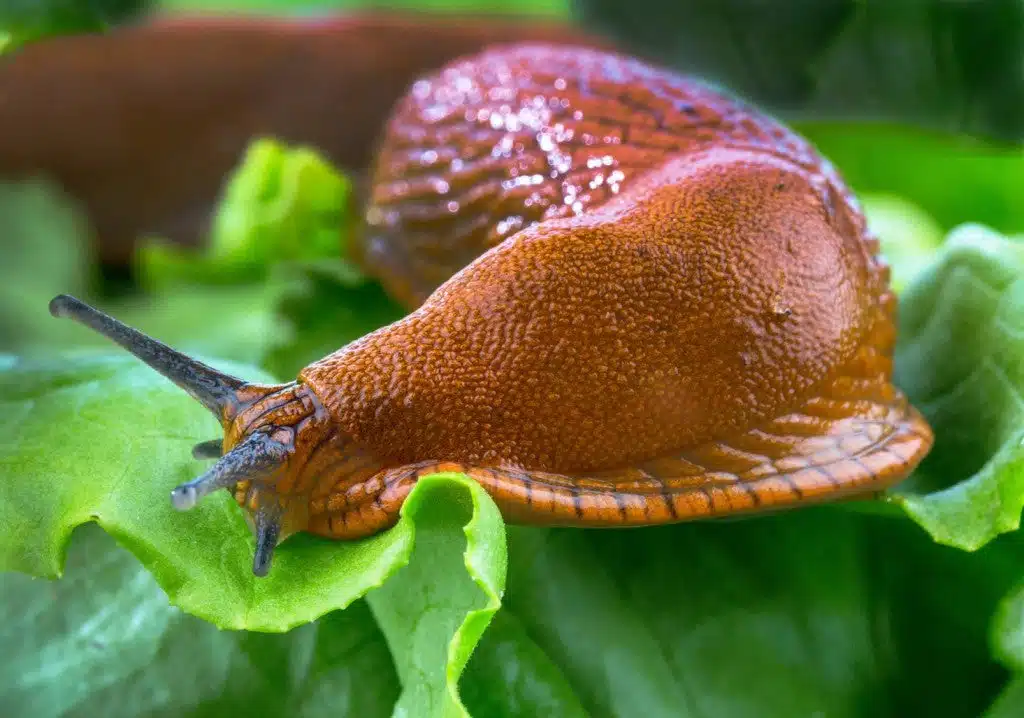 Gros plan sur une limace dans la nature