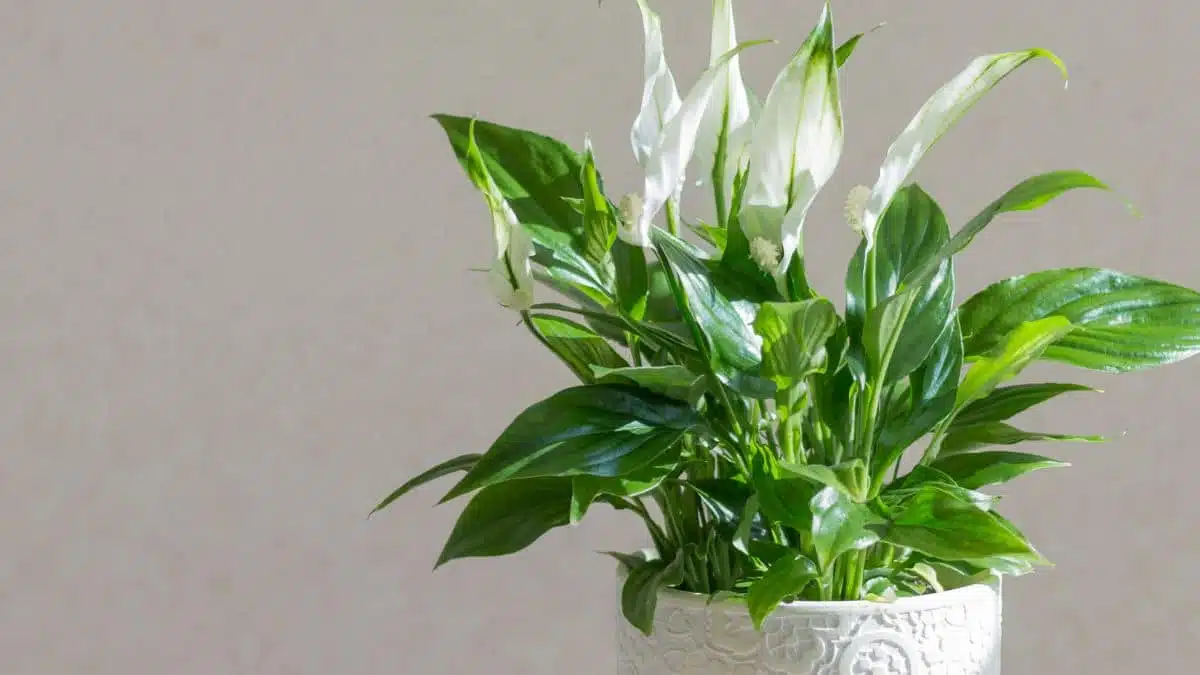 Gros plan sur les fleurs blanches et le feuillage d'un spathiphyllum en bonne santé
