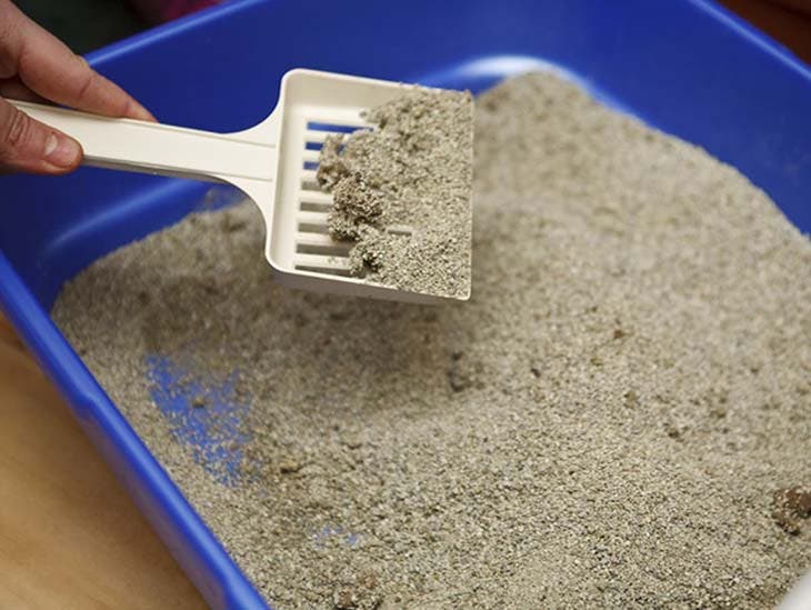 Litière chat - source : spm