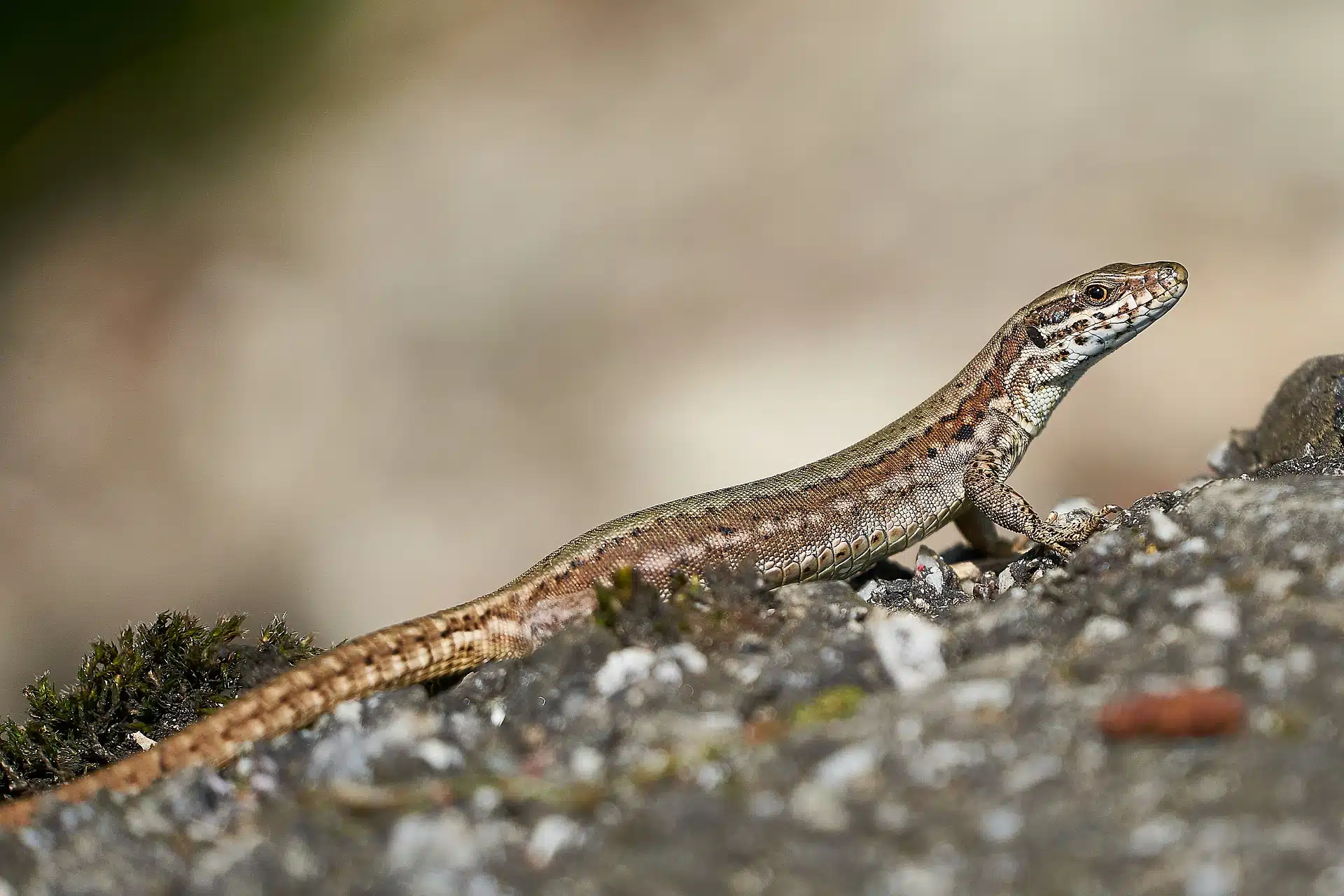 Lézard sur un mur ensoleillé