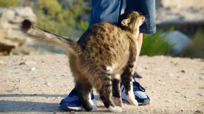 Chat se frottant tendrement contre la jambe d'une personne