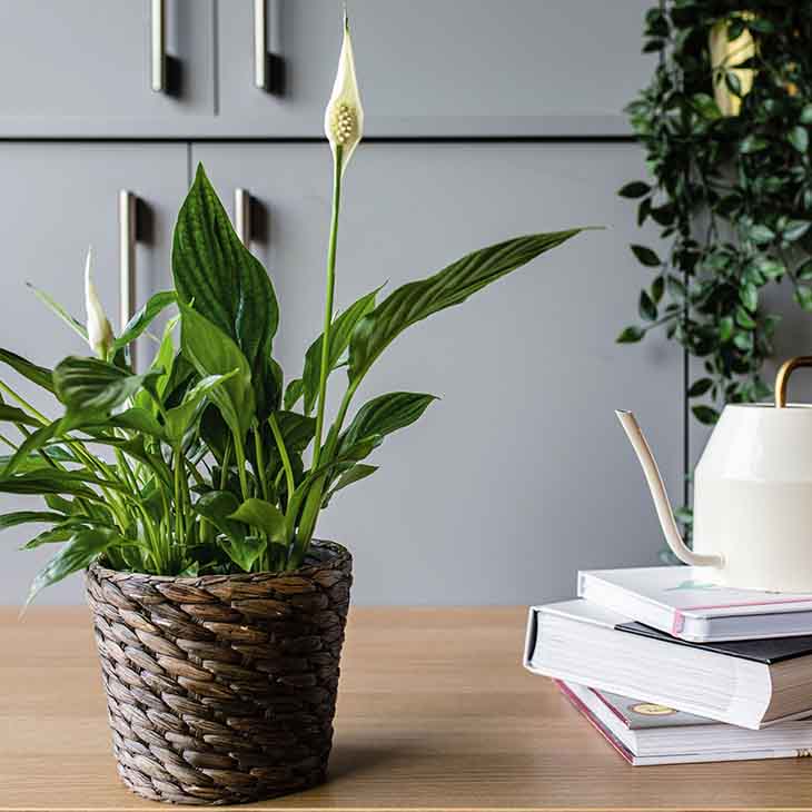 Plante pour bien dormir