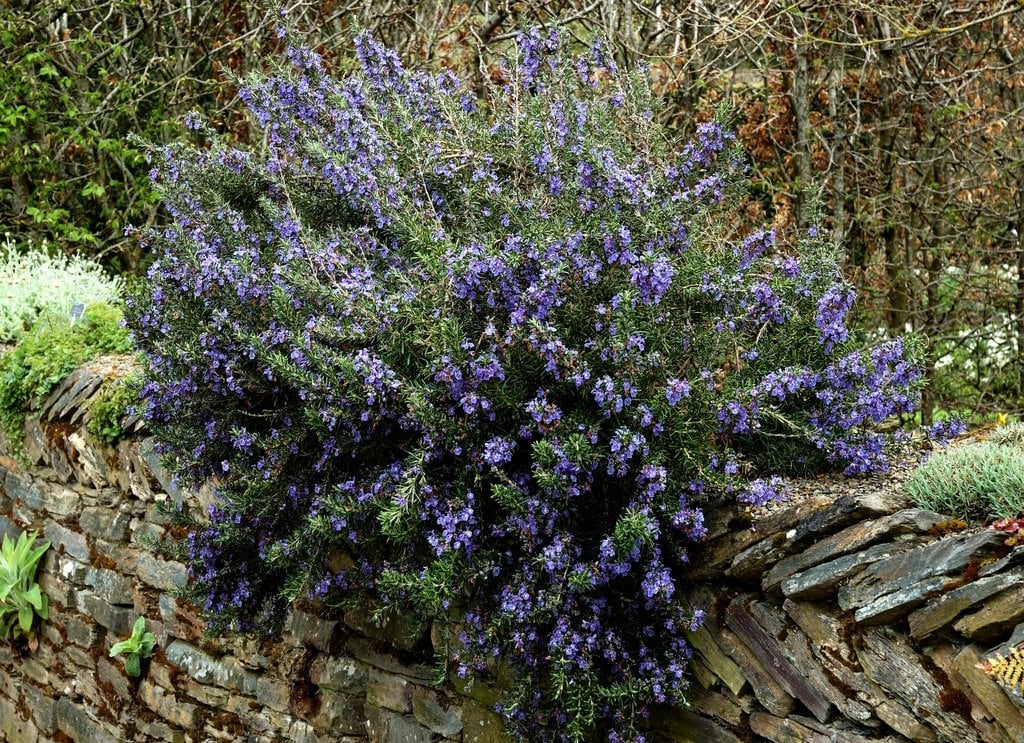 Gros plan sur les d&eacute;licates fleurs bleu-mauve du romarin