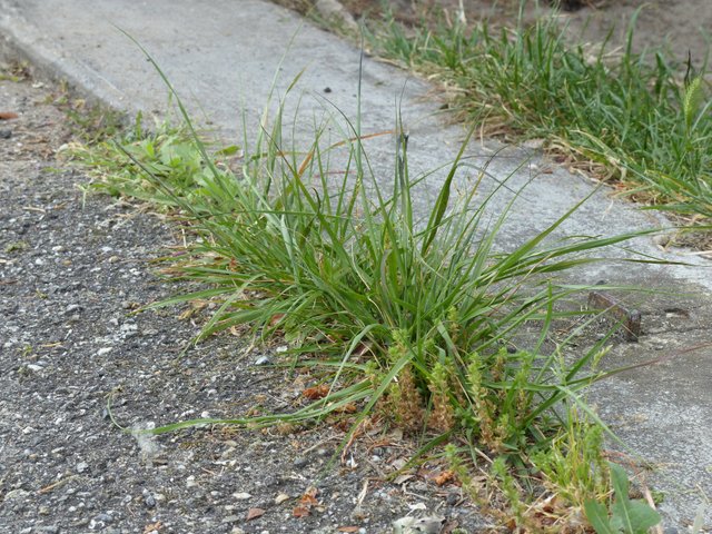 Élimination des mauvaises herbes avec du vinaigre
