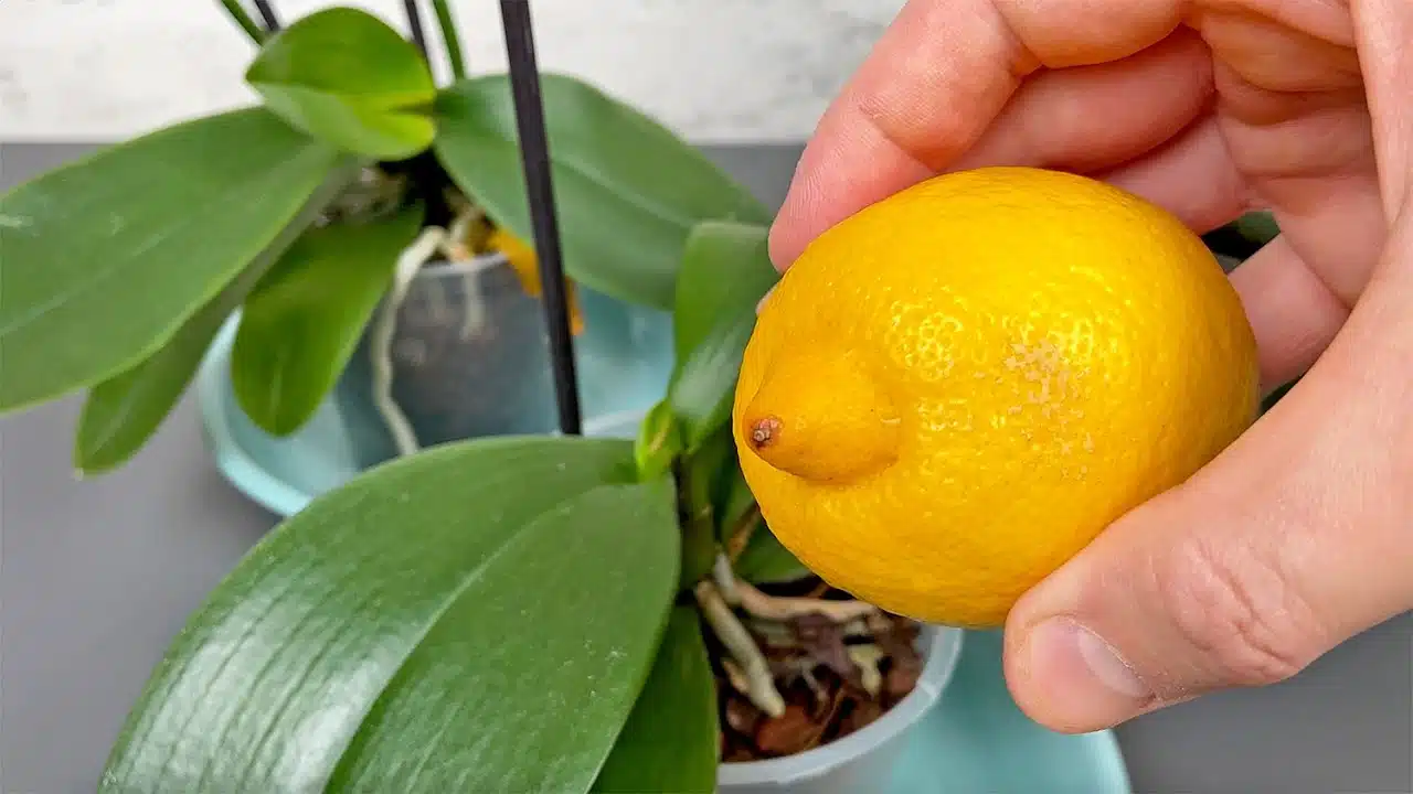 Orchidée en pot montrant des racines aériennes