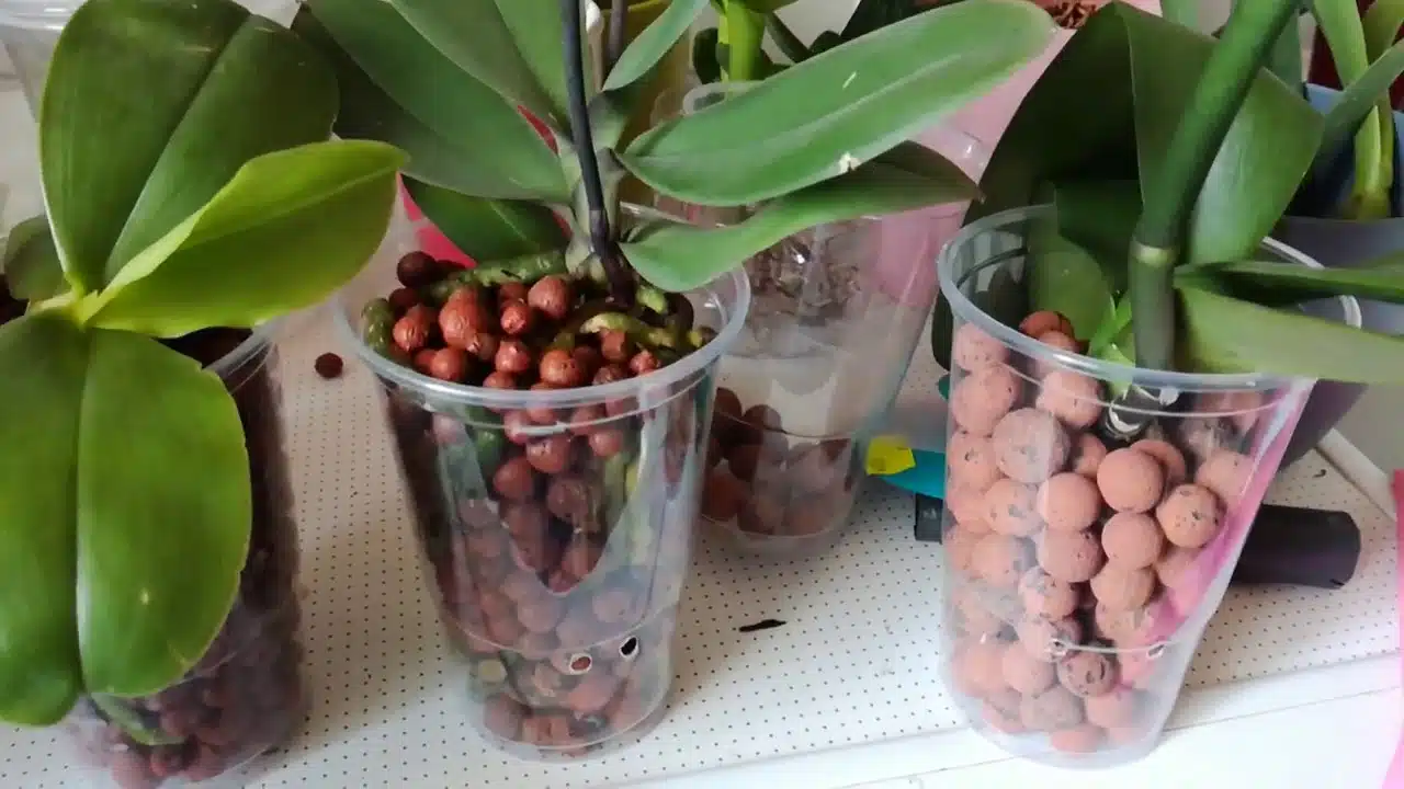 Orchidée cultivée en hydroculture dans un vase en verre transparent