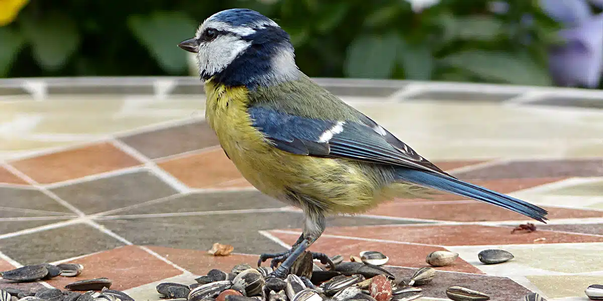 Mésange se posant sur une branche dans un jardin ensoleillé