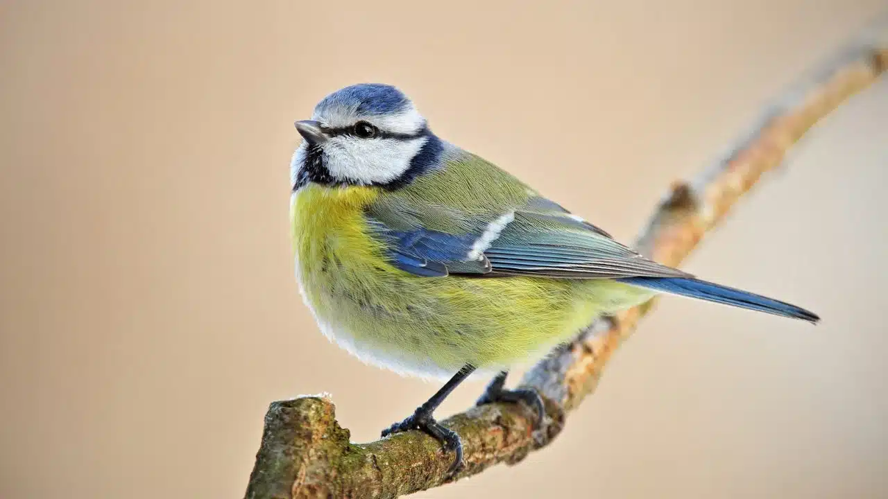 Mésange sur une branche enneigée
