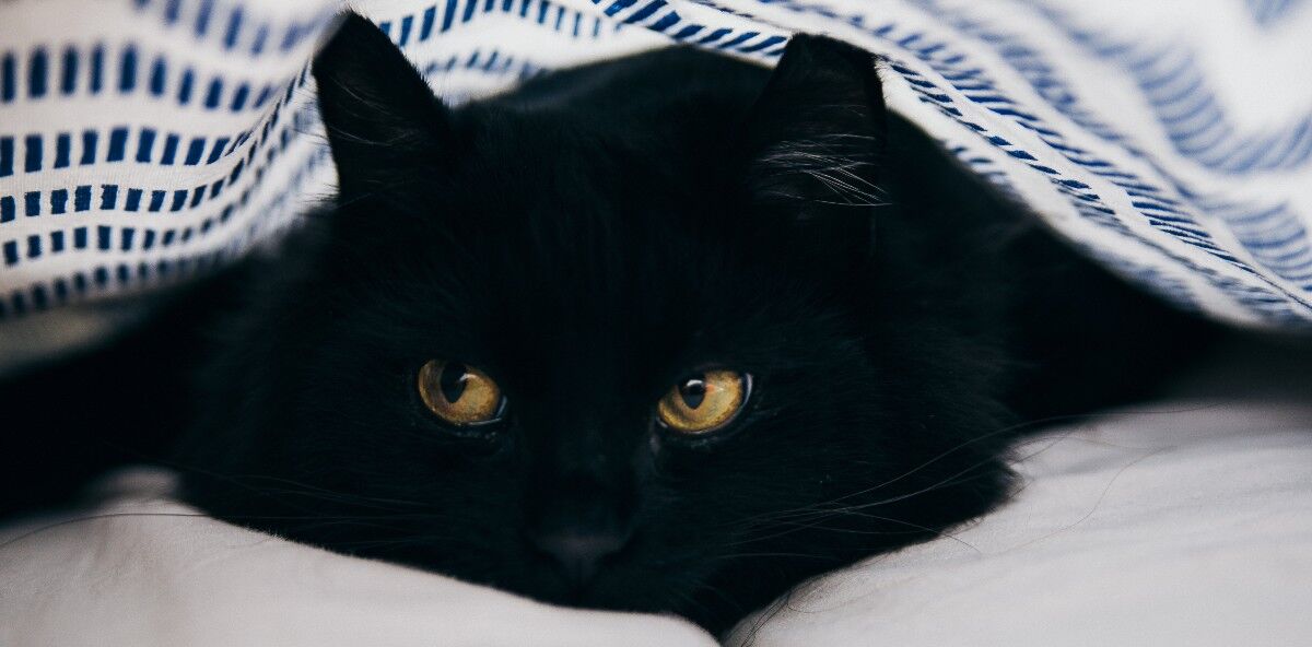 Chat noir dans un refuge animalier