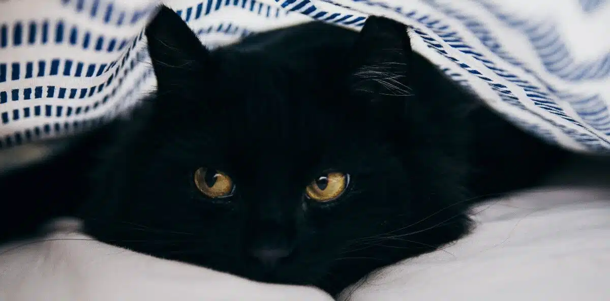 Chat noir dans un refuge animalier