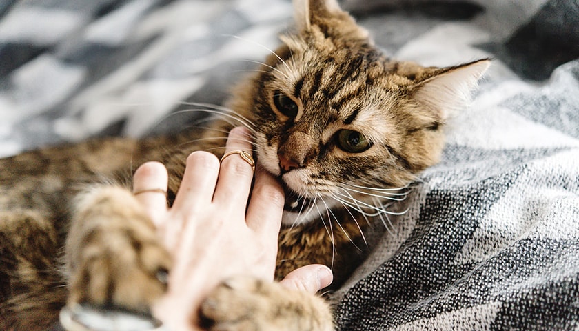 Chat mordillant doucement la main de son propriétaire