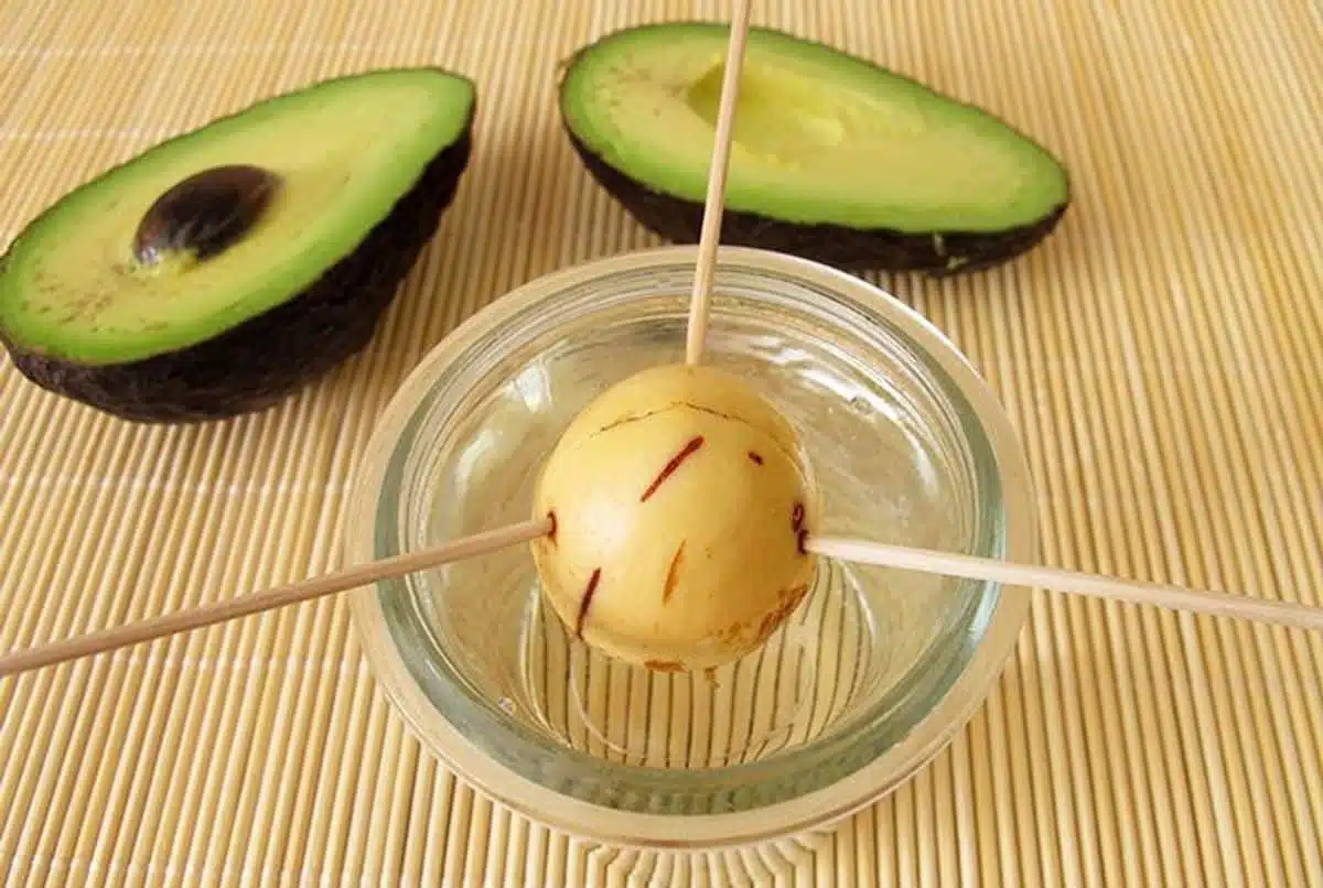 Noyau d'avocat germé