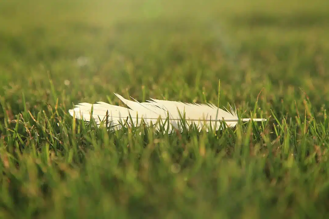 Plume blanche tenue entre deux doigts