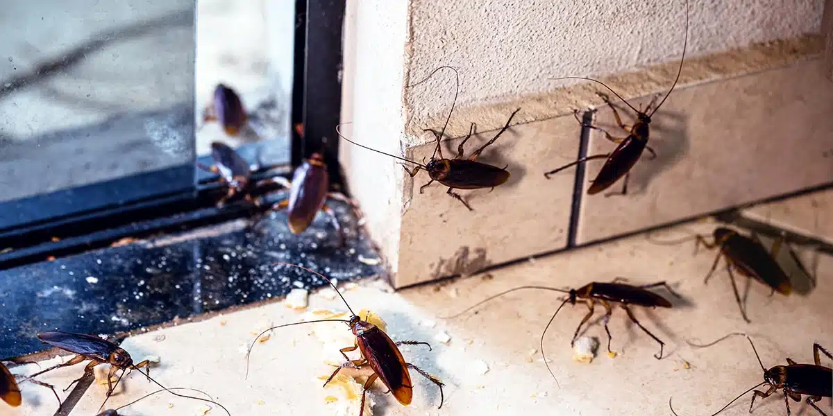 Insectes nuisibles