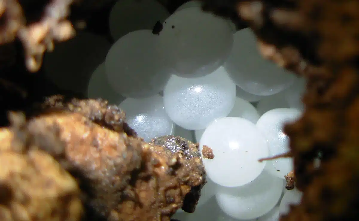 Œufs d'escargot de mer en gros plan