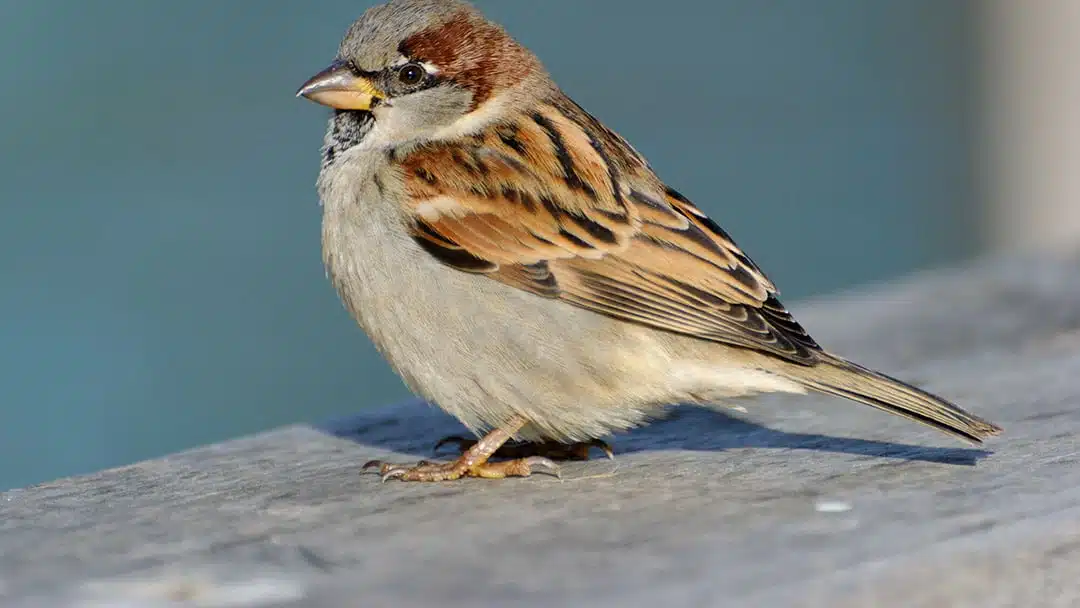 Un oiseau coloré posé sur une branche