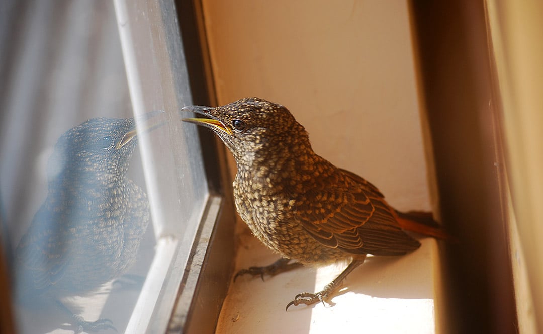 Un petit oiseau entrant par une fenêtre ouverte