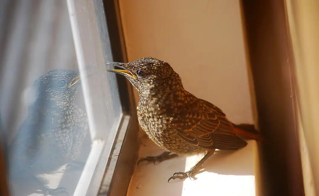 Un petit oiseau entrant par une fenêtre ouverte