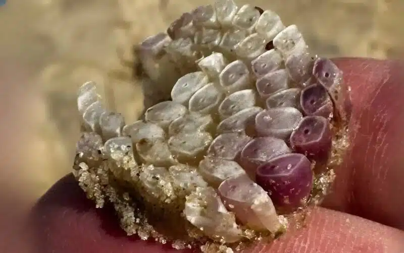 Texture mystérieuse découverte sur serviette de plage