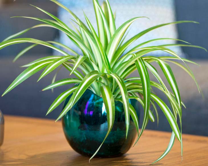 Une plante verte décorative et dépolluante