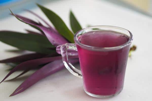 Infusion de Tradescantia préparée