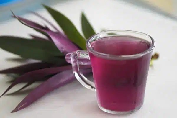 Infusion de Tradescantia préparée