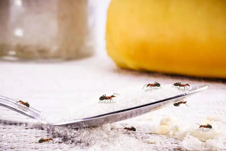 Fourmis transportant des miettes