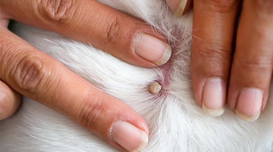 Chien protégé contre les tiques
