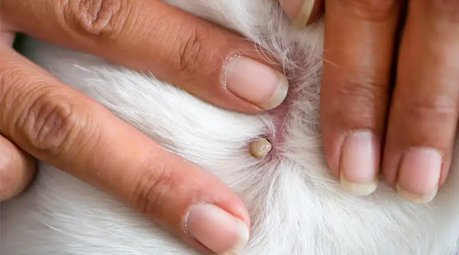 Chien protégé contre les tiques