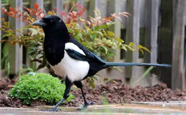 Une pie au plumage noir et blanc se tenant sur une branche